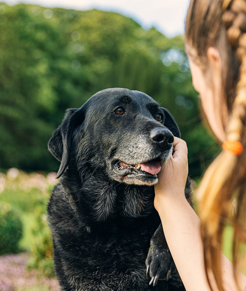 24 hour dog best sale cremation
